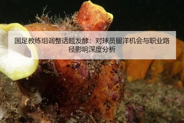 国足教练组调整话题发酵：对球员留洋机会与职业路径影响深度分析